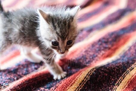 little grey kitten jumping on the bedの写真素材