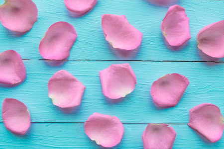 Pink rose petals on blue wooden  background. Valentine or wedding abstract background. Love concept
