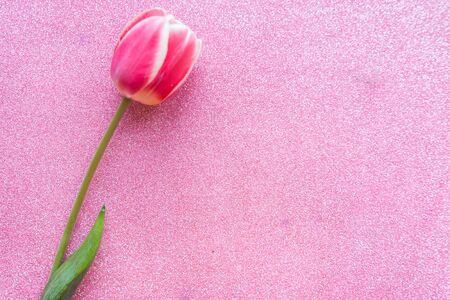 Single red tulip on pink glitter background. Copy space for the textの写真素材