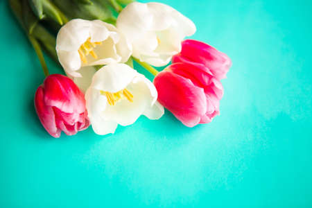 Bouquet of red and white tulips on bright green background, copy space for the textの写真素材
