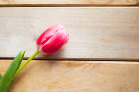Red tulip on wooden background. Flat lay, top view, copy space. Easter or Mother's Day greeting cardの写真素材