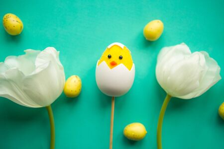 White tulips and toy chicken in shell on green background. Easter greeting cardの写真素材