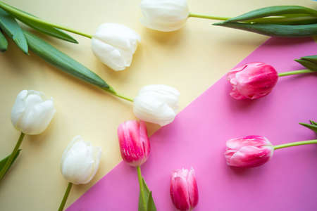 white and red tulips on geometric pastel pink and yellow backgroundの写真素材