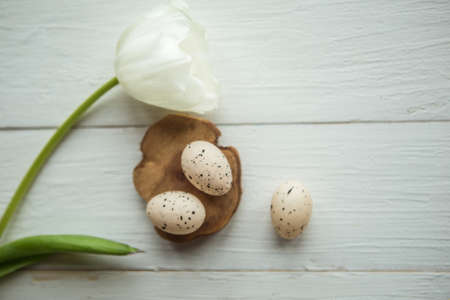 quail eggs and white tulip on wooden background, Easter conceptの写真素材