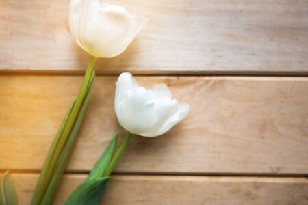 White tulips on wooden background, copy space for the textの写真素材