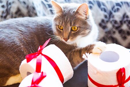 Little cat playing with toilet paper roll. Covid19 concept. Quarantine conceptの写真素材