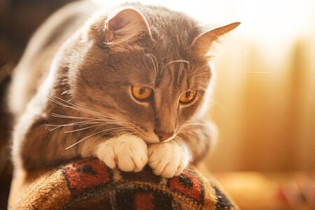 Portrait of gray beautiful cat with yellow eyesの写真素材
