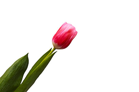 Pink tulip isolated on whiteの写真素材