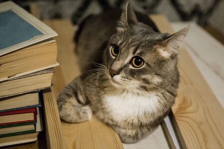 cat is lying near old books, stay home conceptの写真素材