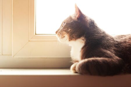 Young grey cat looks out the window. Stay at home conceptの写真素材