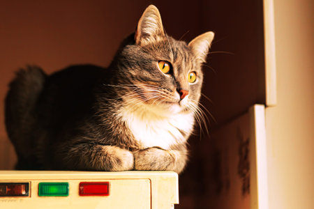 Beautiful young gray cat sits on the kitchen on the refrigerator near the window. Stay at home...