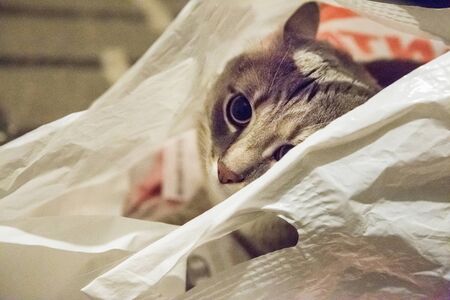 young grey cat is sitting in a bagの写真素材