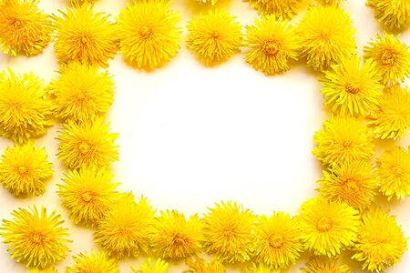 Frame of fresh yellow danlelions on white background. Copy space for the textの写真素材