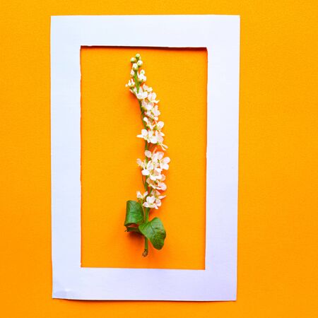 Springtime concept. White photo frame and fresh blooming spring flowers on bright orange background. Copy space for the textの写真素材