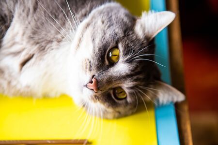 Portrait of young beautiful gray cat with bright yellow eyes, closeupの写真素材