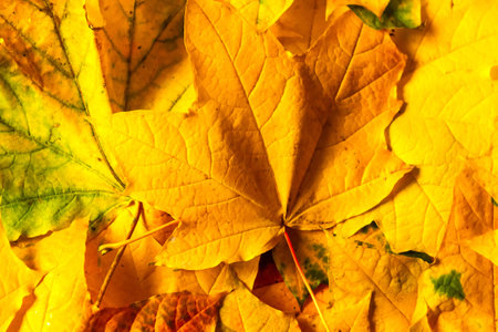 Autumn maple leafs as a texture. Golden fall background