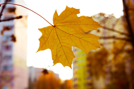 Maple leaf on the tree, closeup. Beautiful autumn background