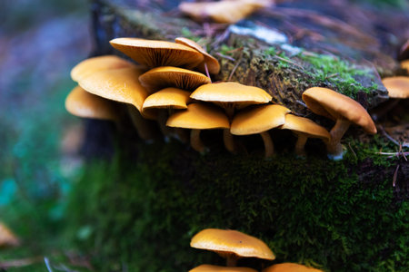 Yellow mushrooms on the stump in autumn forest, closeup