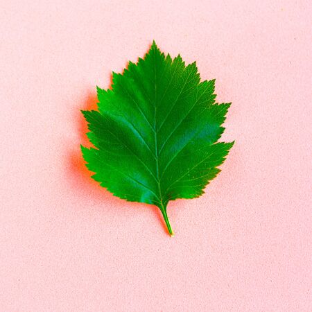 Bright fresh green leaf on pastel pink background. Minimal concept. Ecological conceptの写真素材