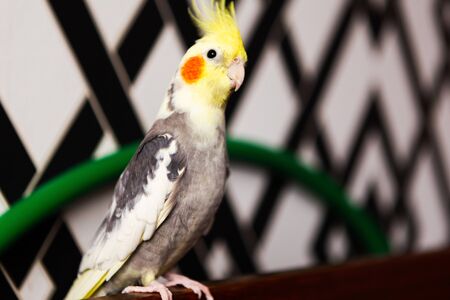 Portrait of a corella parrot. Domestic pet at homeの写真素材
