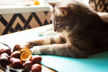Gray cat plays with fresh chestnuts. Autumn conceptの写真素材