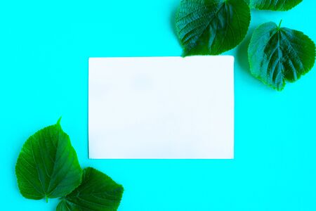 Bright fresh green leafs and white mockup blank on bright blue background. Minimal concept. Summer time concept.の写真素材