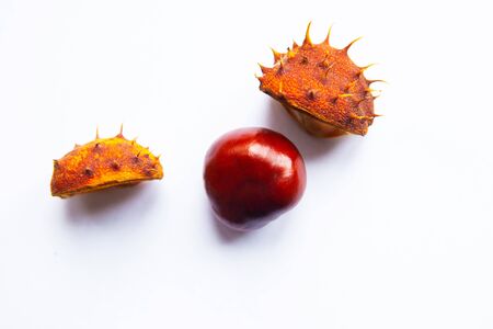 fresh raw chestnut isolated on white backgroundの写真素材