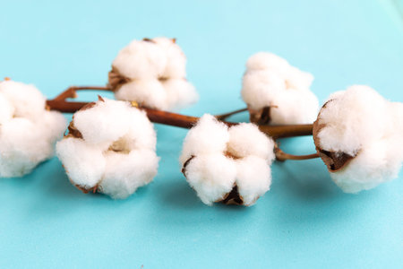 cotton branch on blue pastel background flat lay top view copy space