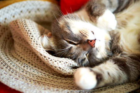 Young grey cat is sleeping in straw hat