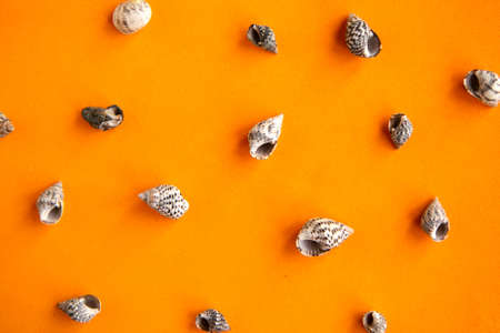 Seashells pattern on bright orange background, summer vacation conceptの写真素材