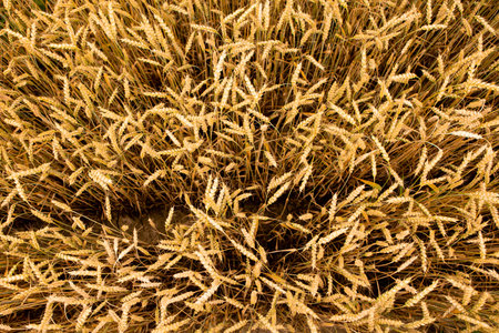 field of ripe wheat, close upの写真素材