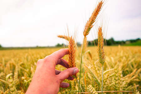 woman's hand and ripe wheat closeupの写真素材