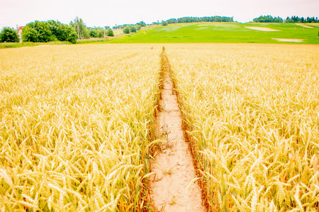 Wheat field in Belarus, summer background