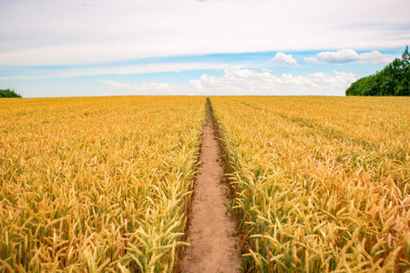 Wheat field in Belarus, summer background