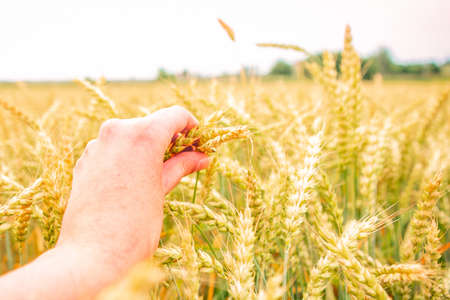 Female hand touching a golden wheat ear in the wheat field, closeupの写真素材