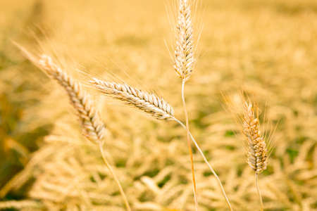 Rich harvest Concept. Beautiful Agricultural Field Sunset Landscape. Rural nature scenery background of ripening ears of meadow wheat.の写真素材