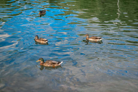Ducks is swimming in the pond, close upの写真素材