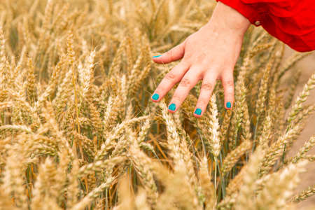 Woman hand is touching golden wheat ears, sunrise backgroundの写真素材