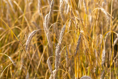 wheat fields fully ripe at the end of summer, nature backgroundの写真素材