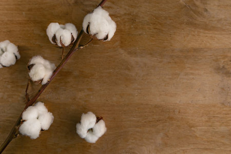 Cotton branch on wooden background, copy space