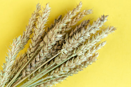 Wheat spikelets on yellow background, top view