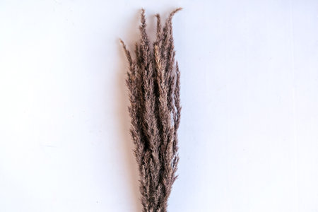 Bouquet of dried flowers on white background, top view.の写真素材