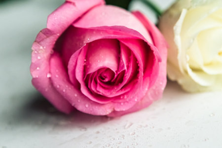 Pink and white fresh roses, close upの写真素材