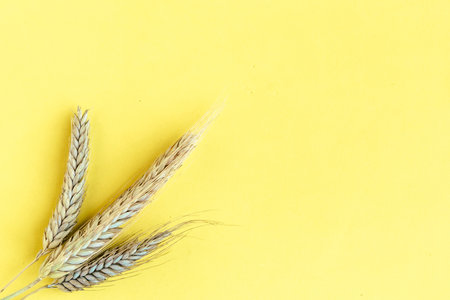 Wheat ears on yellow background, copy space for the textの写真素材