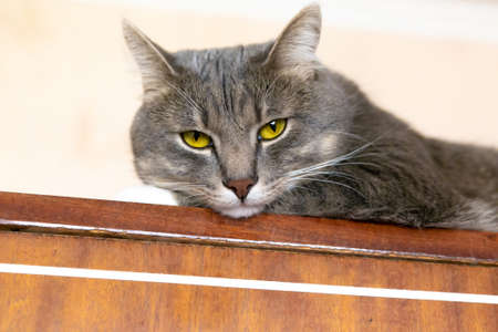 Portrait of young thoughtful gray cat with yellow eyes, closeupの写真素材