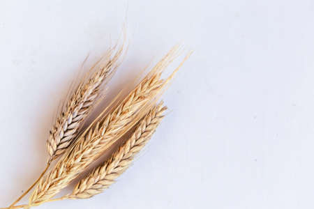 Wheat spikelets isolated on white background, top viewの写真素材