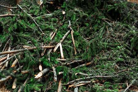 Pile of cut fir branches after Christmas holidays, top view