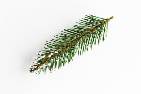Fir branch isolated on white background, top view