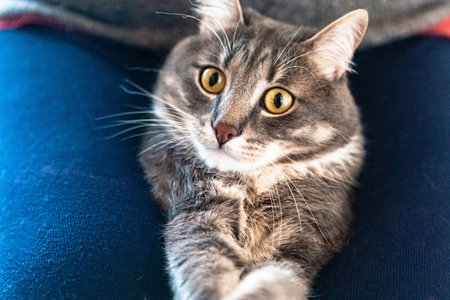 Portrait of funny young gray cat, close up