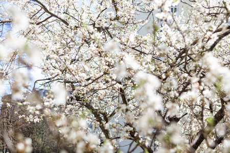 Blooming cherry background in spring. Beautiful spring background